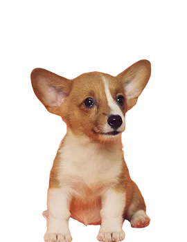 hover_image