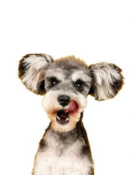 hover_image