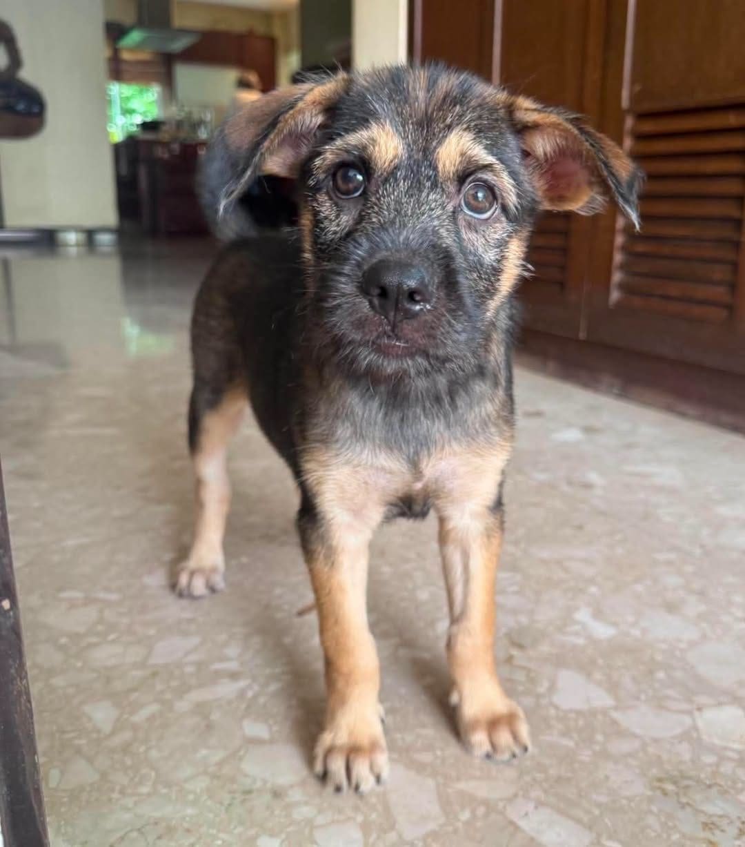 Nova — adoptable puppy in Thailand