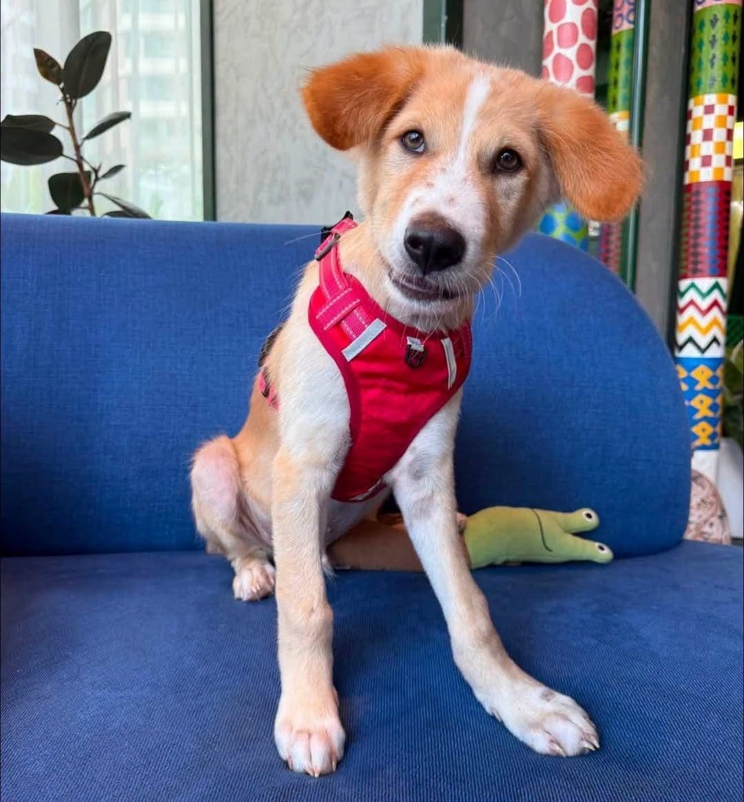 Rory — adoptable puppy in Thailand