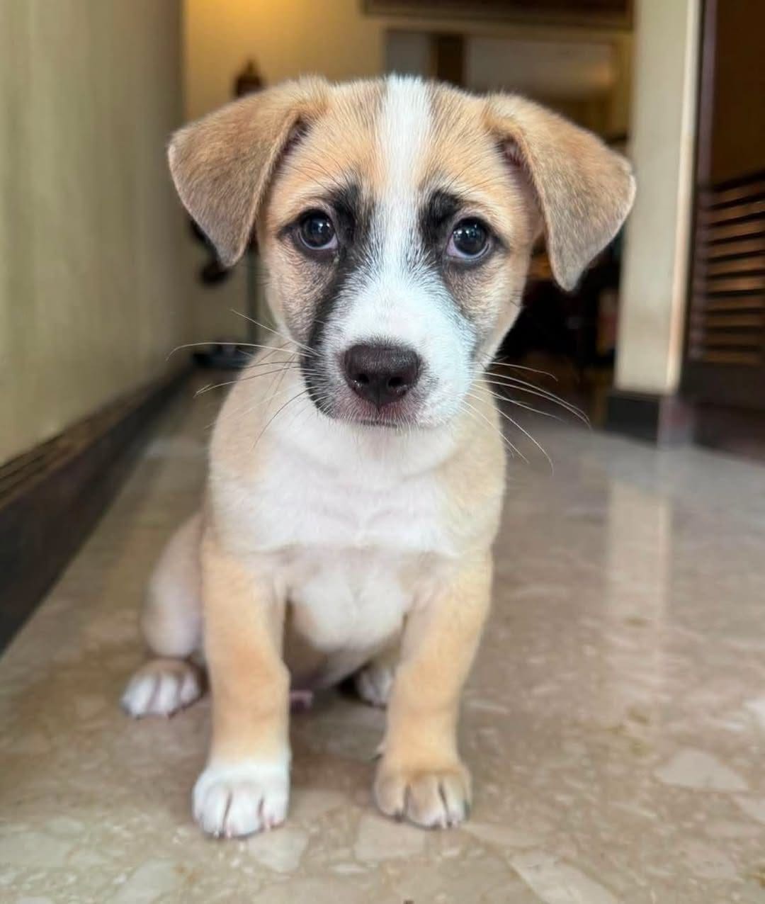 Sprout — adoptable puppy in Thailand