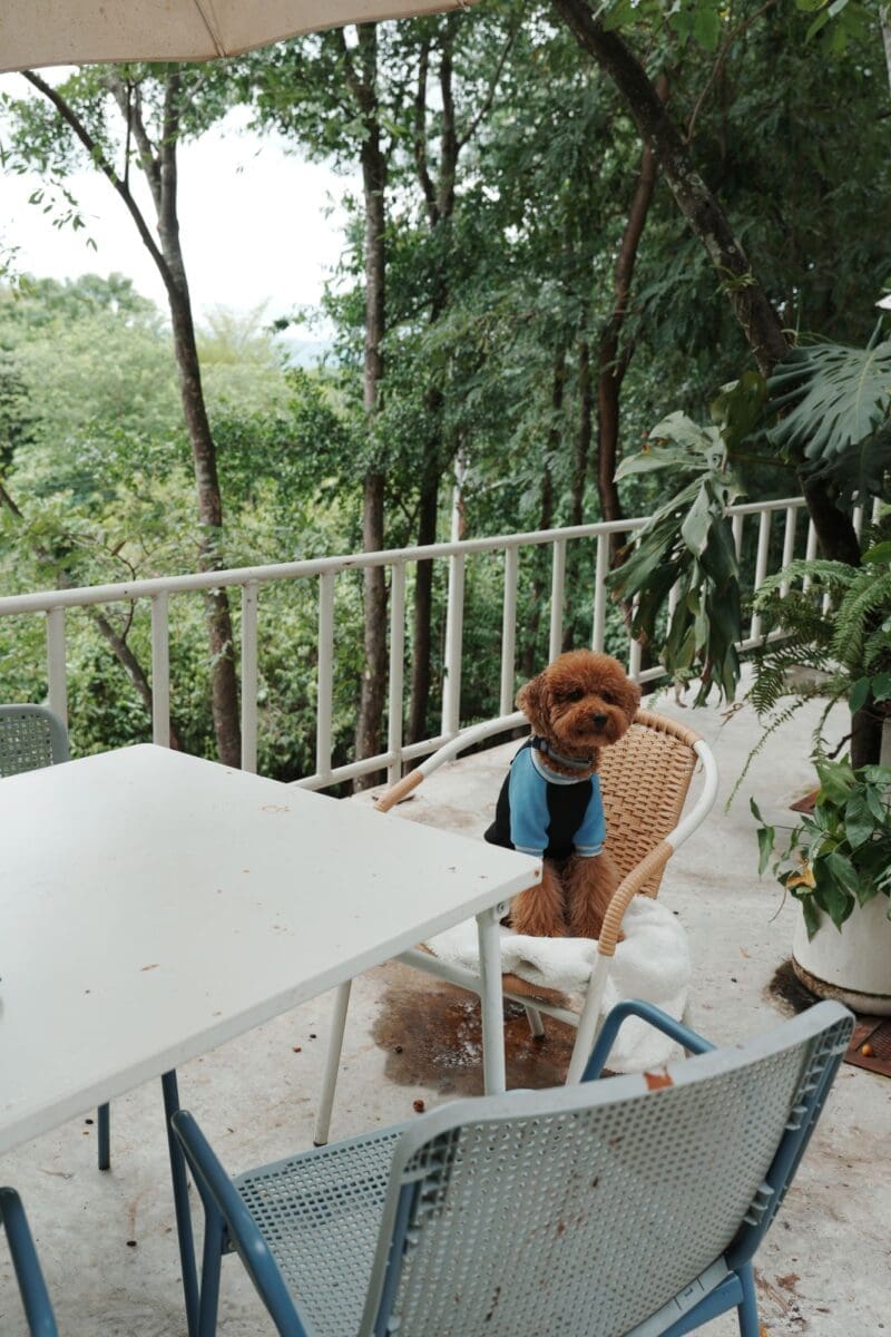 Garden in front of Mindset cafe Tak