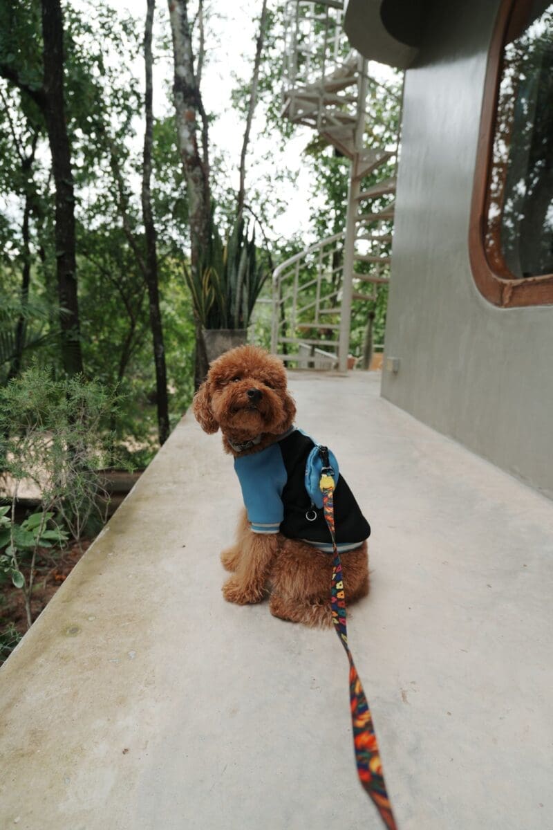 Zui in the front garden at Mindset cafe Tak
