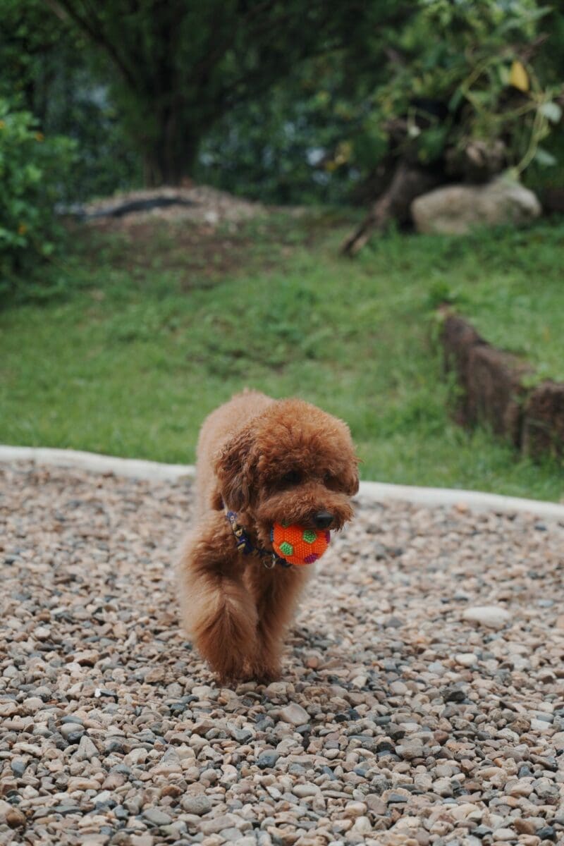 Zui playing in the garden at Teds Coffee and Eatery