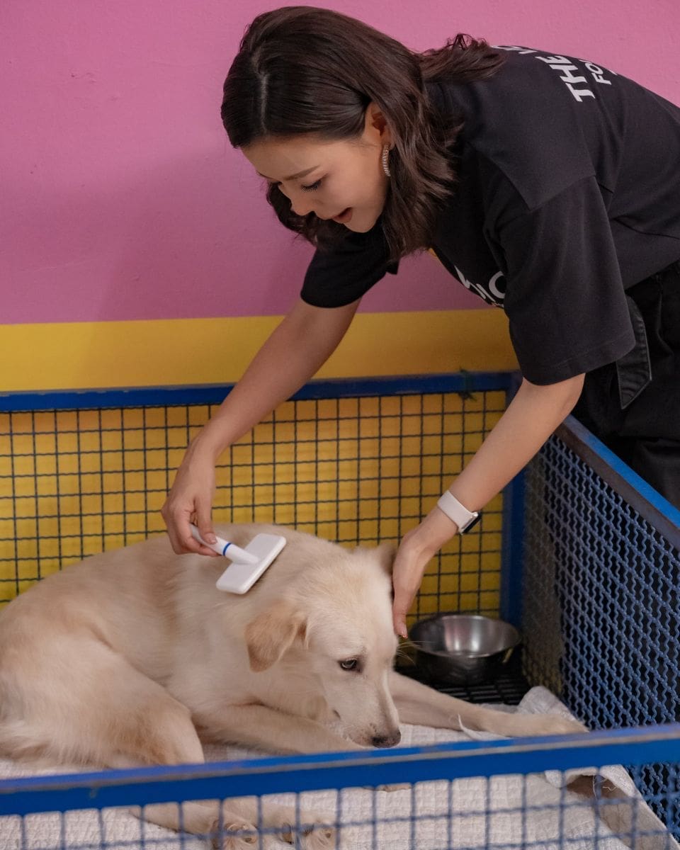 Kae brushing an older white dog in the ward
