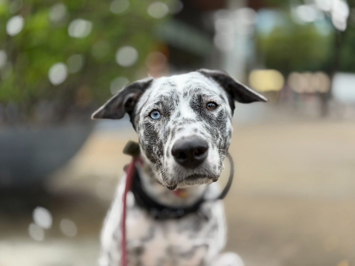 Phantom, Kae’s adopted Thai mixed-breed dog, one blue eye and one brown