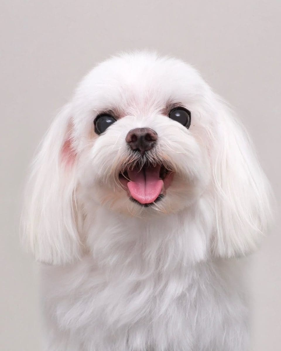 Poppy, Kae’s Maltese